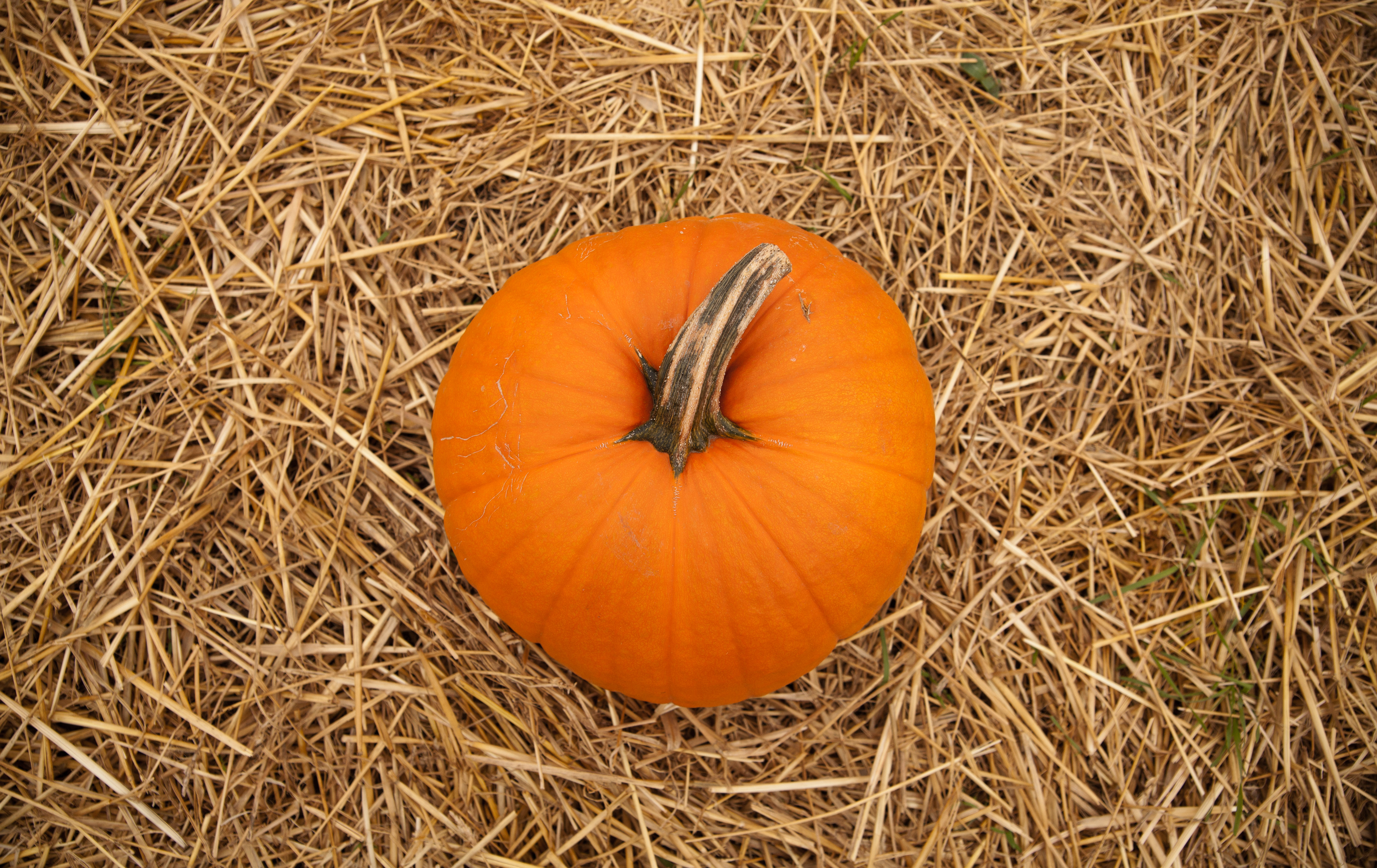 Pumpkins – More than just decorations – Home & Family