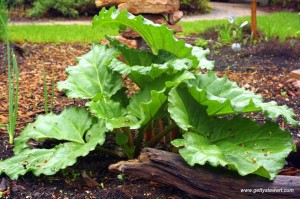 Rhubarb