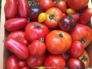 tomatoes-wide-watermarked